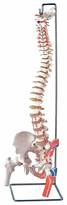 Flexible Vertebral Column with Femur Heads and Muscle Insertions